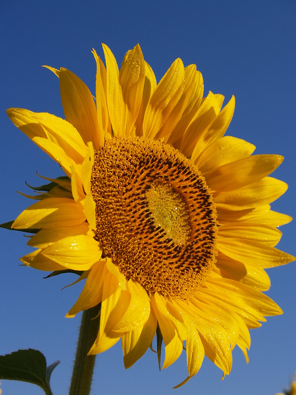"OH sunflower" by jeffreyc42 is licensed under CC BY 2.0.