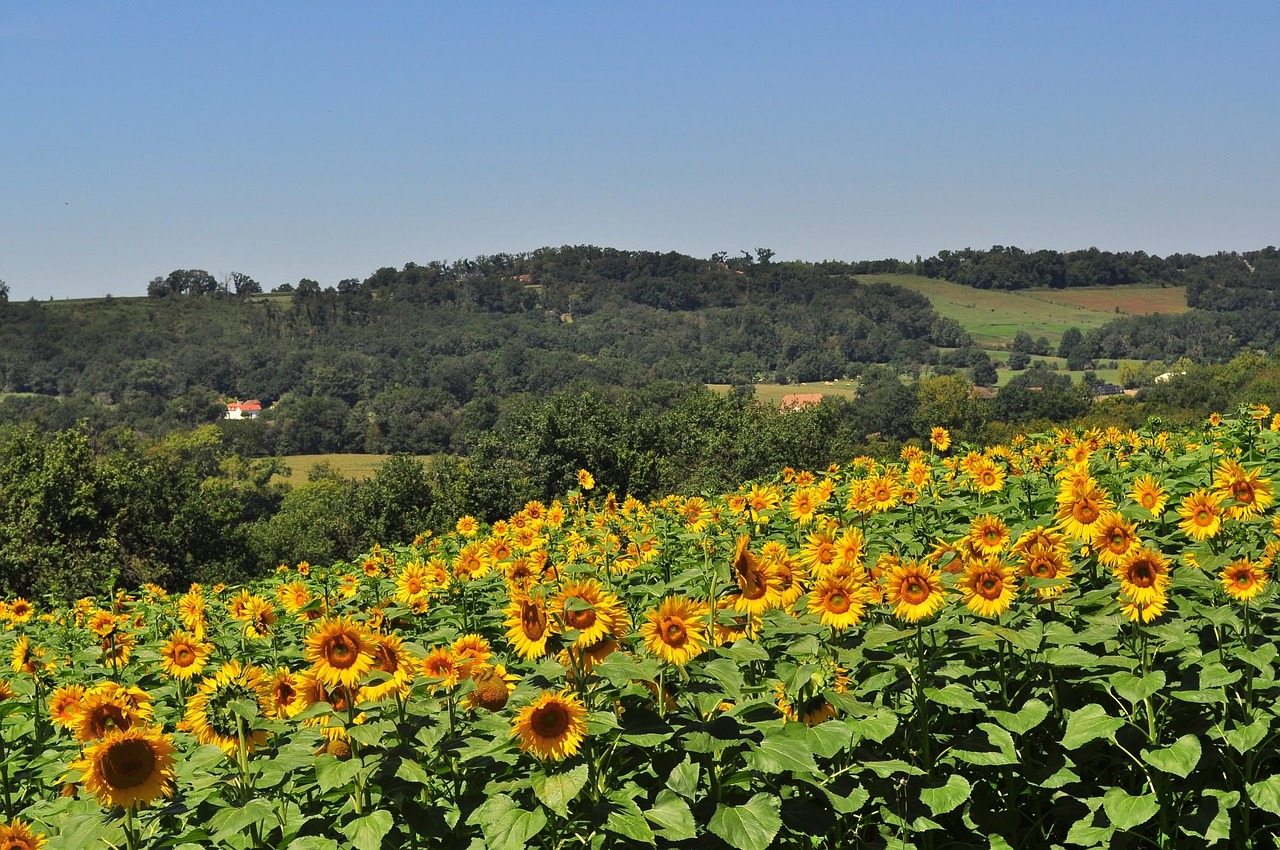Looking for property in South-West France 