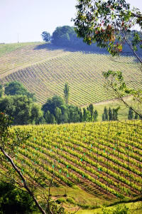 Madiran Vic-Bilh vineyards in South-West France