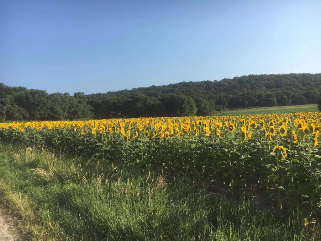 A sunflower field in the Madiran area of southwestern France.