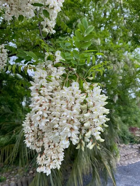 An acacia flower at Peyroulat, South-West France. Stay in the French countryside. Peyroulat.com