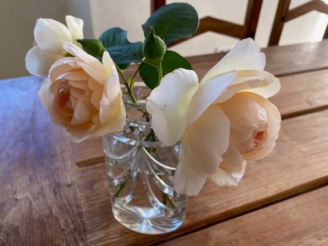 Roses at Peyroulat, holiday accommodation for a couple in rural France. Peyroulat.com