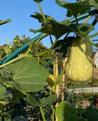 Butternut squash growing in early August at the French country house Peyroulat, South-West France.
